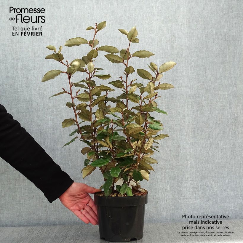 Example of Elaeagnus ebbingei Compacta - Chalef Pot van 2 l/3 l as you get in hiver