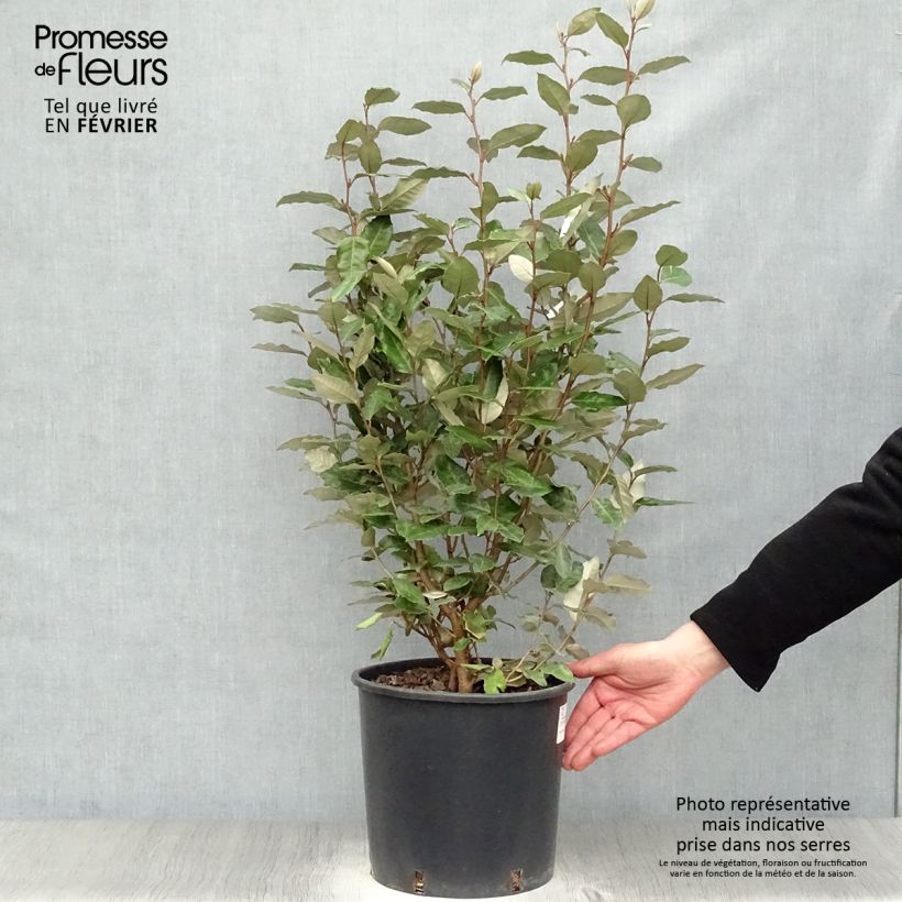 Example of Elaeagnus ebbingei Compacta - Chalef Pot van 7,5 l/10 l as you get in hiver
