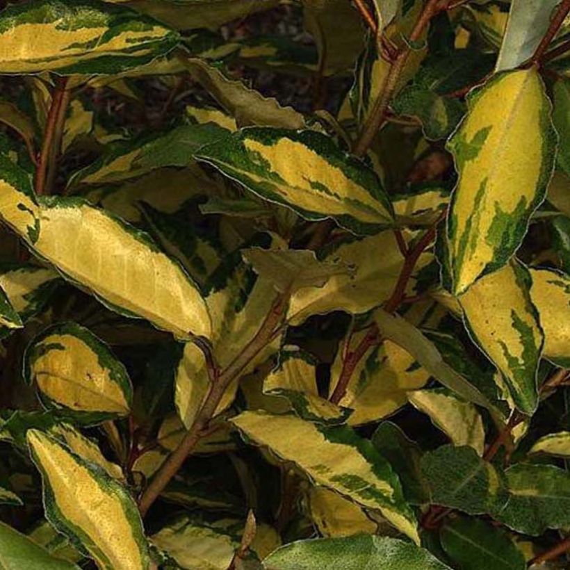 Elaeagnus ebbingei Eleador - Olijfwilg (Foliage)