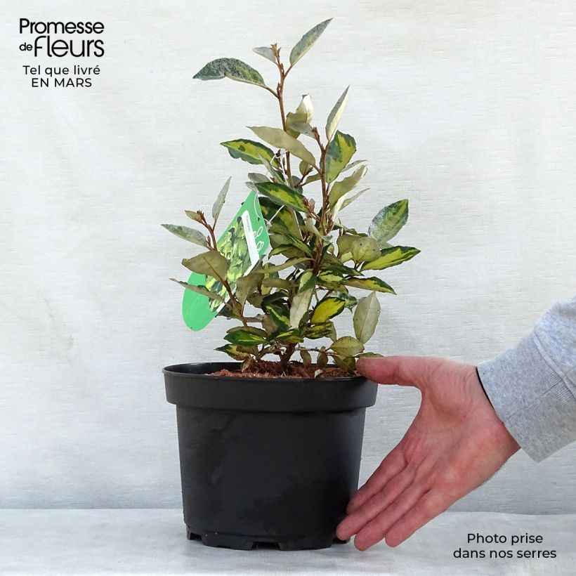 Exemplaar van Elaeagnus ebbingei Eleador - Olijfwilg Pot van 3 l/4 l zoals geleverd in de lente