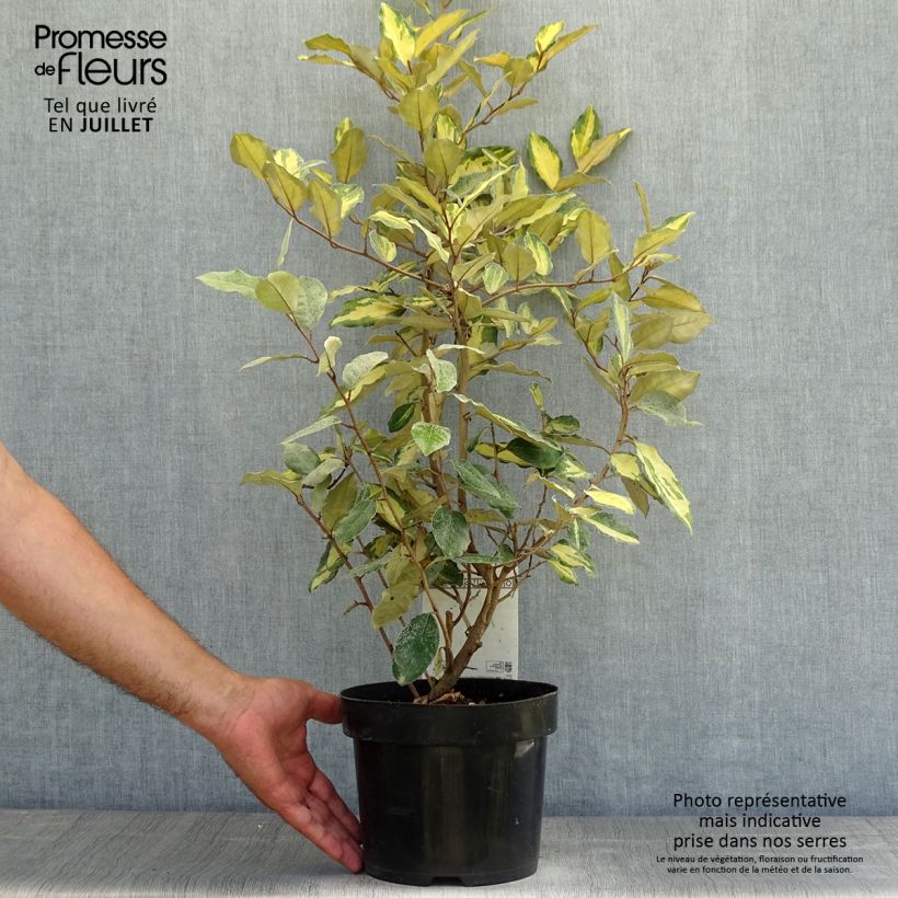 Exemplaar van Elaeagnus ebbingei Eleador - Olijfwilg Pot van 3 l/4 l zoals geleverd in de zomer