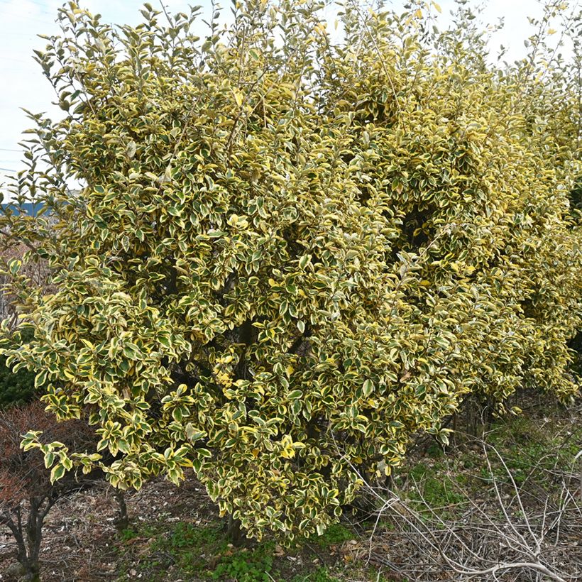 Elaeagnus ebbingei Gilt Edge - Olijfwilg (Groeiplaats)