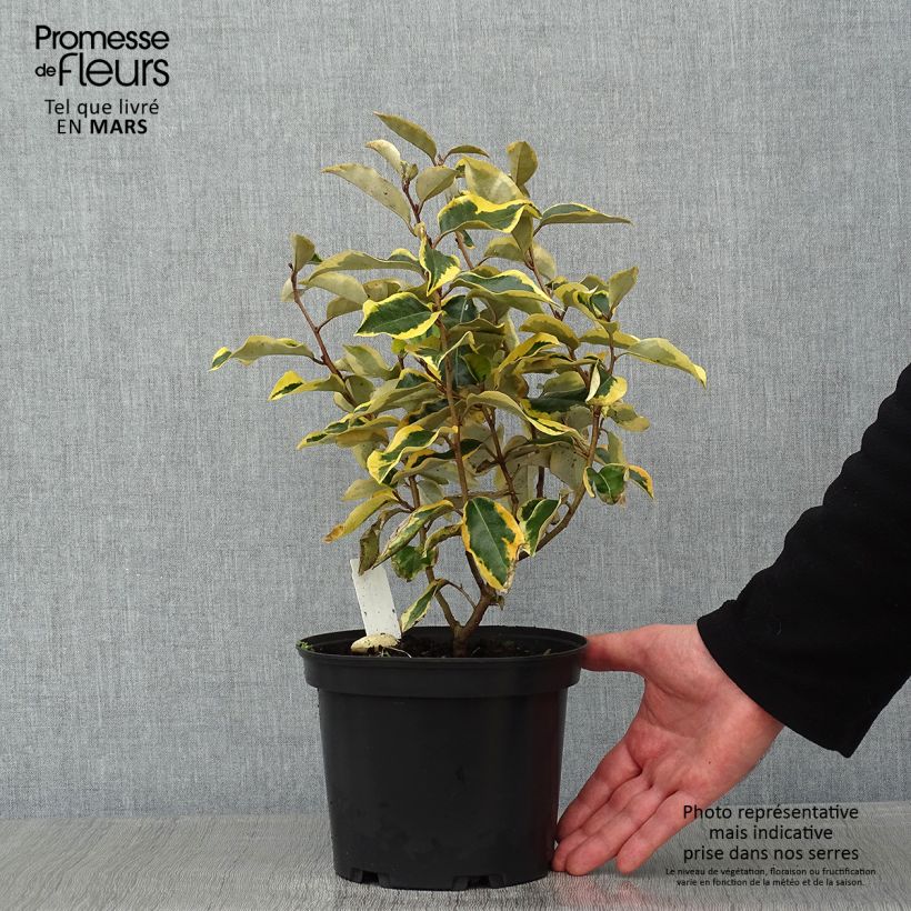 Example of Elaeagnus ebbingei Gilt Edge - Olijfwilg Pot van 2 l/3 l as you get in hiver