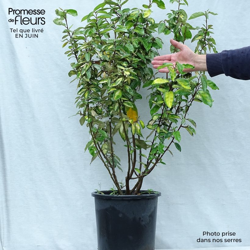 Exemplaar van Elaeagnus ebbingei Limelight - Olijfwilg Pot van 7,5 l/10 l zoals geleverd in de zomer