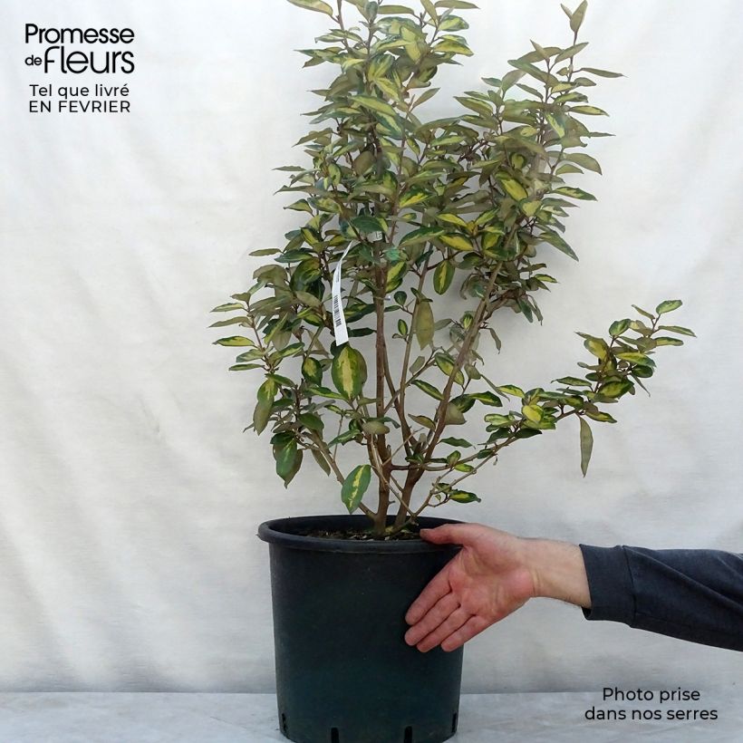 Example of Elaeagnus ebbingei Limelight - Chalef de Ebbing Pot van 7,5 l/10 l as you get in hiver