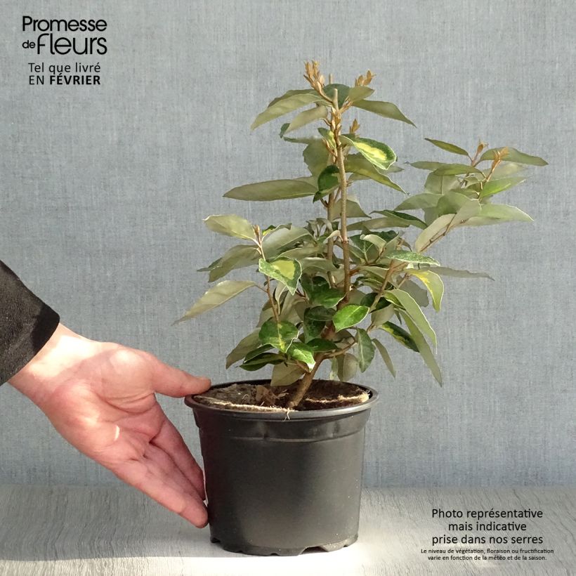 Example of Elaeagnus ebbingei Limelight - Chalef de Ebbing Pot van 2 l/3 l as you get in hiver