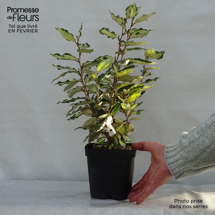 Example of Elaeagnus ebbingei Maryline (abrela) - Chalef panaché Pot van 2 l/3 l as you get in hiver