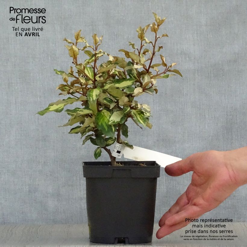 Exemplaar van Elaeagnus ebbingei Maryline - Olijfwilg Pot van 2 l/3 l zoals geleverd in de lente