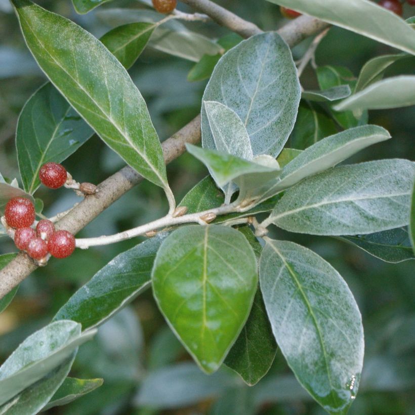 Elaeagnus multiflora - Japanse olijfwilg (Foliage)