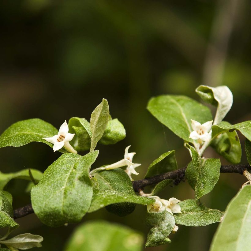 Elaeagnus multiflora - Japanse olijfwilg (Flowering)