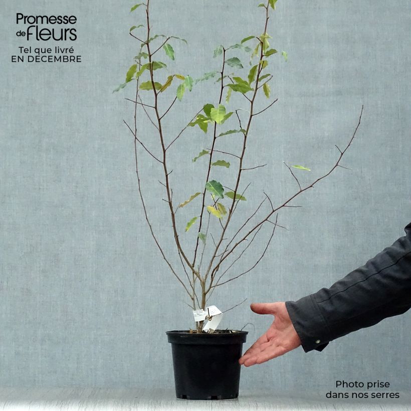 Example of Elaeagnus multiflora - Goumi du Japon Pot van 2 l/3 l as you get in hiver