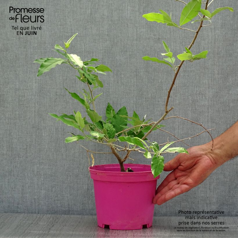 Exemplaar van Elaeagnus multiflora - Japanse olijfwilg Pot van 2 l/3 l zoals geleverd in de zomer