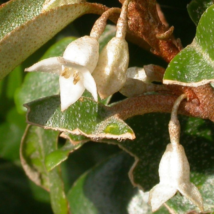 Elaeagnus pungens Hosuba Fukurin - Stekelige olijfwilg (Flowering)