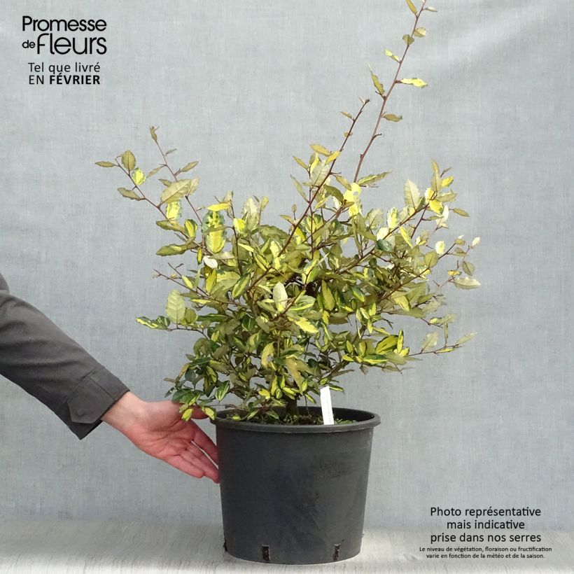 Example of Elaeagnus pungens Maculata - Stekelige olijfwilg Pot van 12 l/15 l as you get in hiver