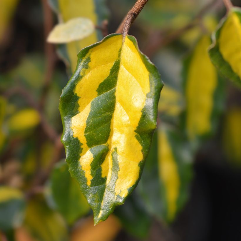 Elaeagnus pungens Maculata - Stekelige olijfwilg (Blad)
