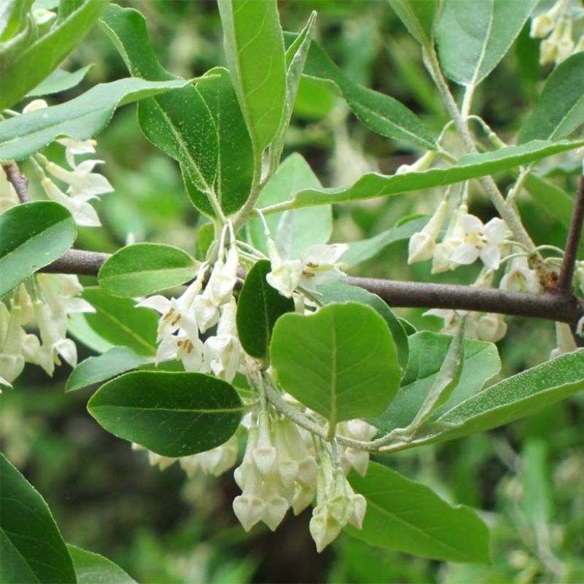 Elaeagnus umbellata - Olijfwilg (Foliage)