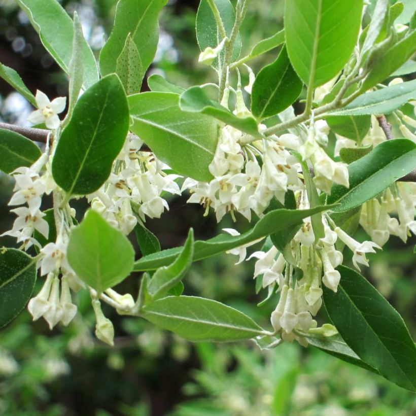 Elaeagnus umbellata - Olijfwilg (Flowering)