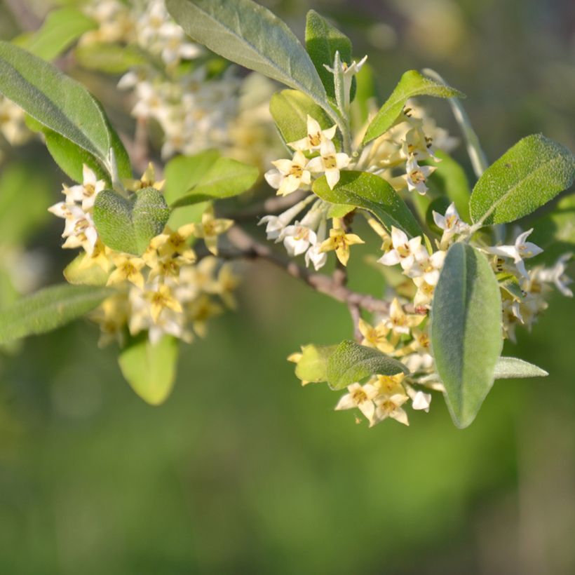 Elaeagnus umbellata Amoroso - Olijfwilg (Bloei)