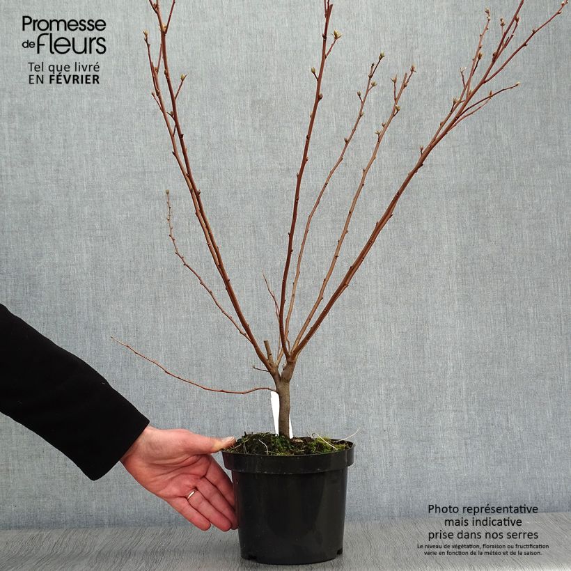 Example of Elaeagnus umbellata - Olijfwilg Pot van 7,5 l/10 l as you get in hiver