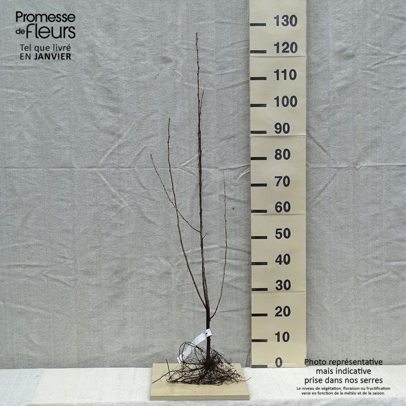 Example of Elaeagnus umbellata - Olijfwilg Naakte wortel as you get in hiver