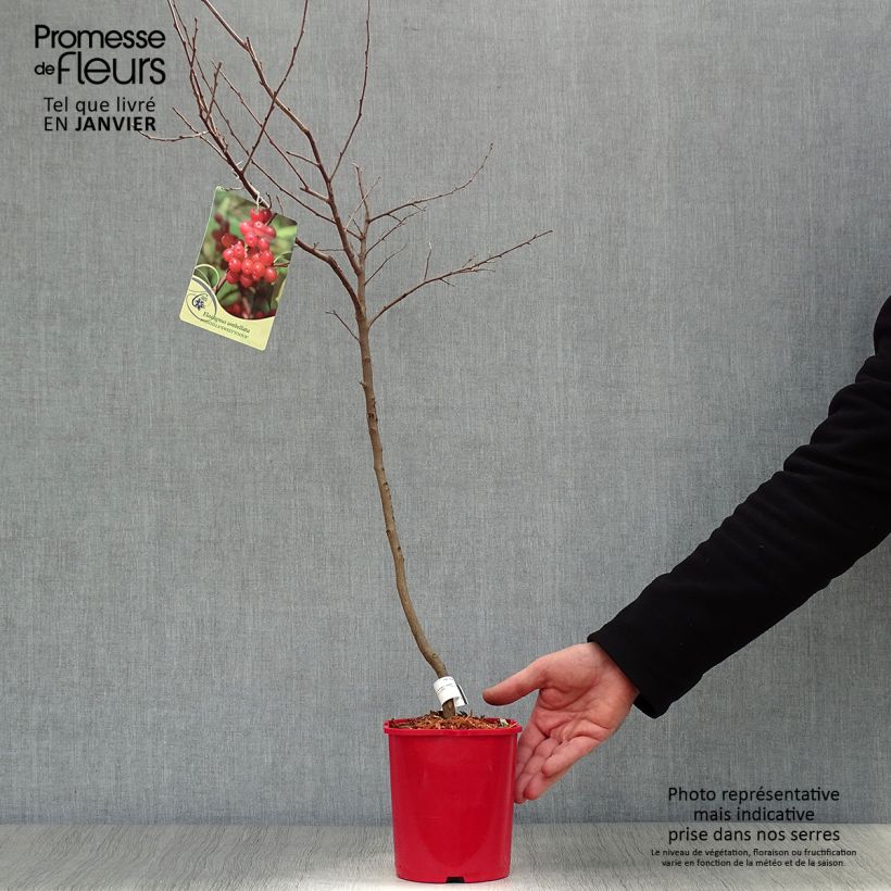 Example of Elaeagnus umbellata Pointilla® Sweet'N'Sour'® - Chalef d'automne à baies de goumi rouge Pot van 2 l/3 l as you get in hiver