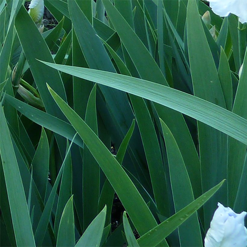 Iris germanica Immortality - Baardiris (Foliage)