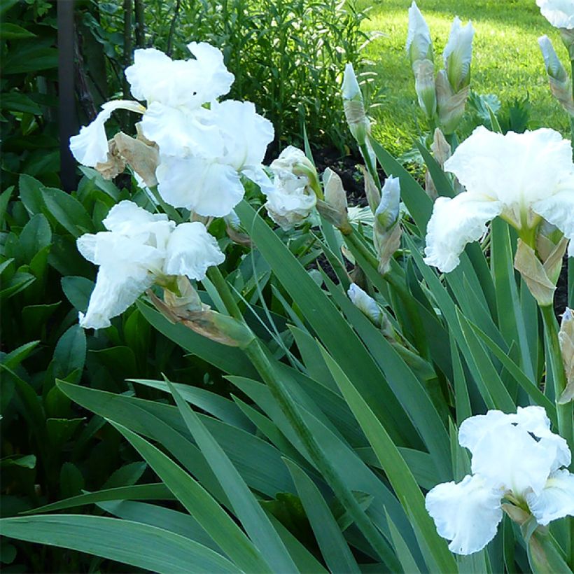 Iris germanica Immortality - Baardiris (Flowering)