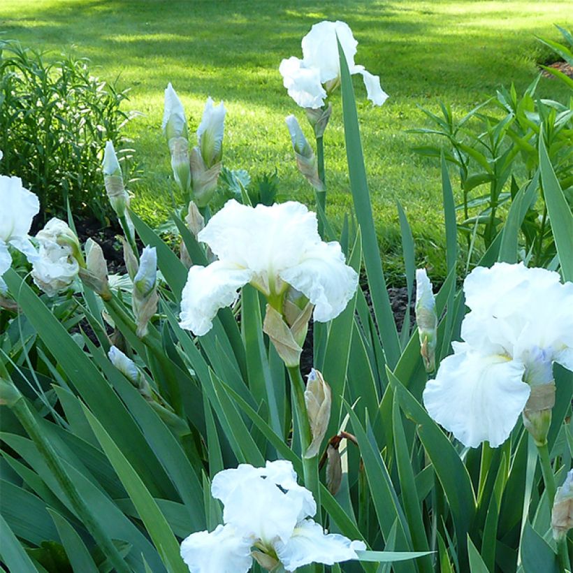 Iris germanica Immortality - Baardiris (Plant habit)