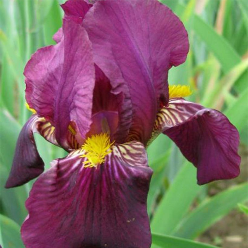 Iris germanica Red Orchid - Baardiris (Flowering)