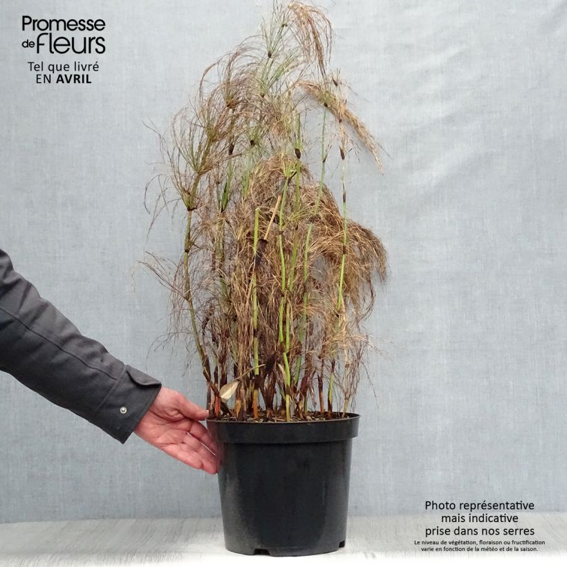 Exemplaar van Elegia capensis - Restio Pot van 7,5 l/10 l zoals geleverd in de lente