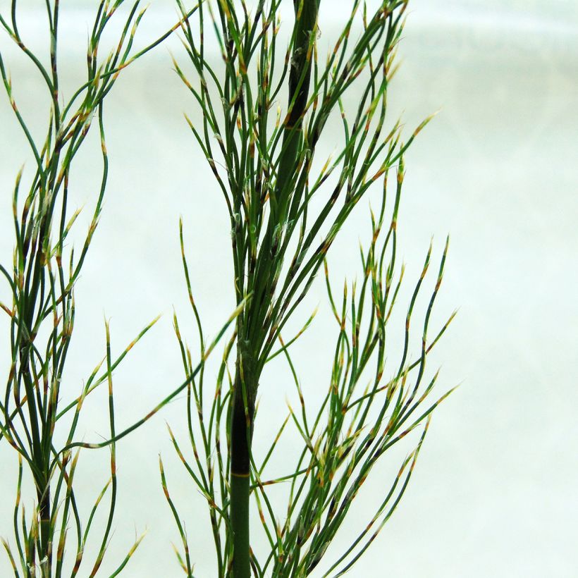 Elegia capensis - Restio (Foliage)