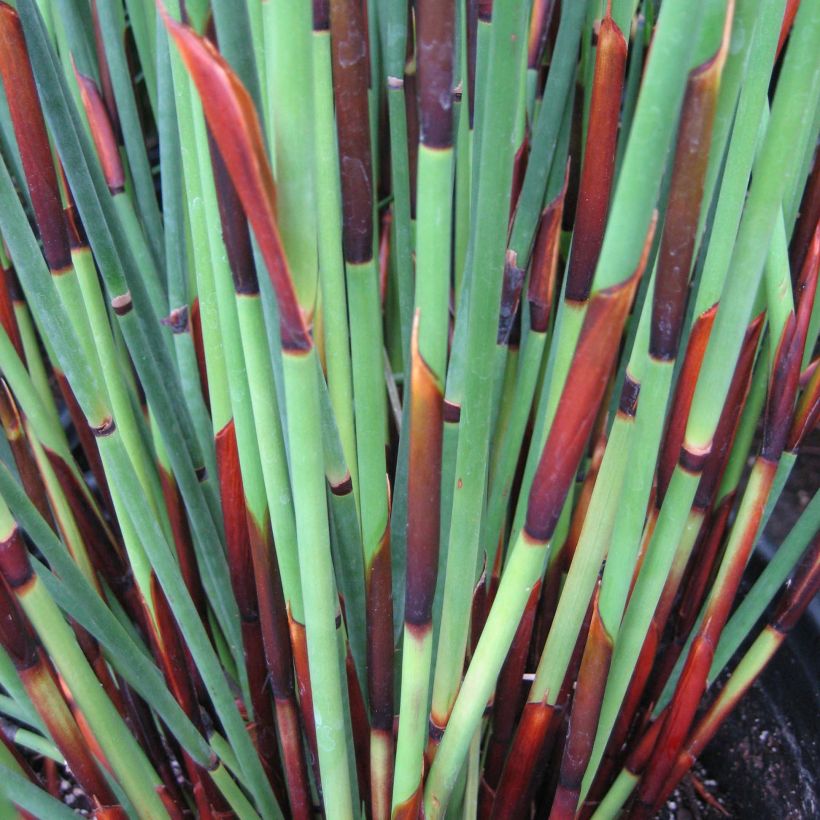 Elegia elephantina - Restio (Foliage)