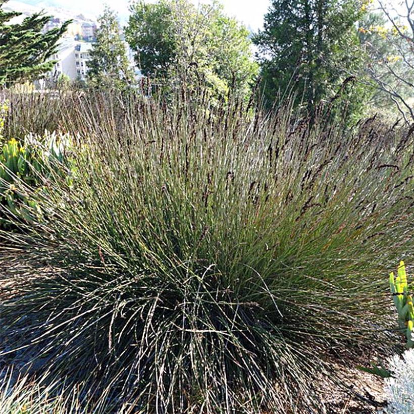 Elegia elephantina - Restio (Plant habit)