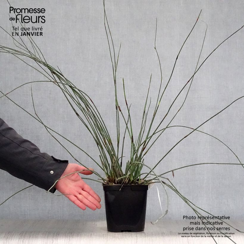 Example of Elegia elephantina - Restio Pot van 2 l/3 l as you get in hiver