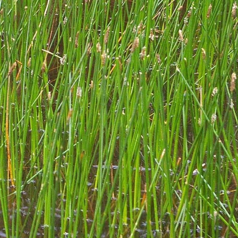 Eleocharis palustris - Gewone waterbies (Foliage)