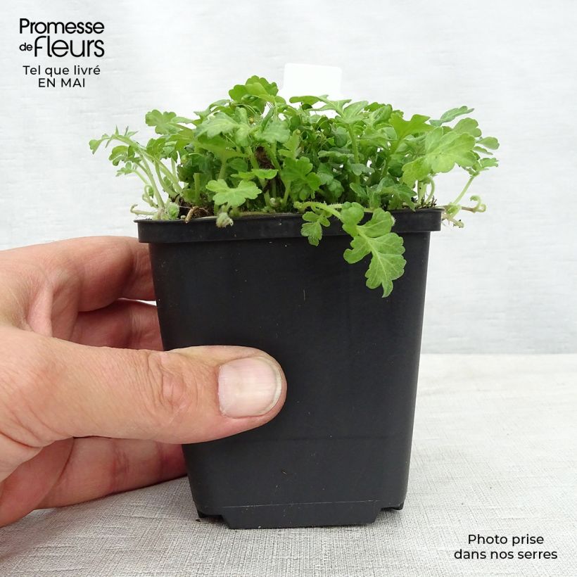 Exemplaar van Ellisiophyllum pinnatum Kweekpotje van 8/9 cm zoals geleverd in de lente