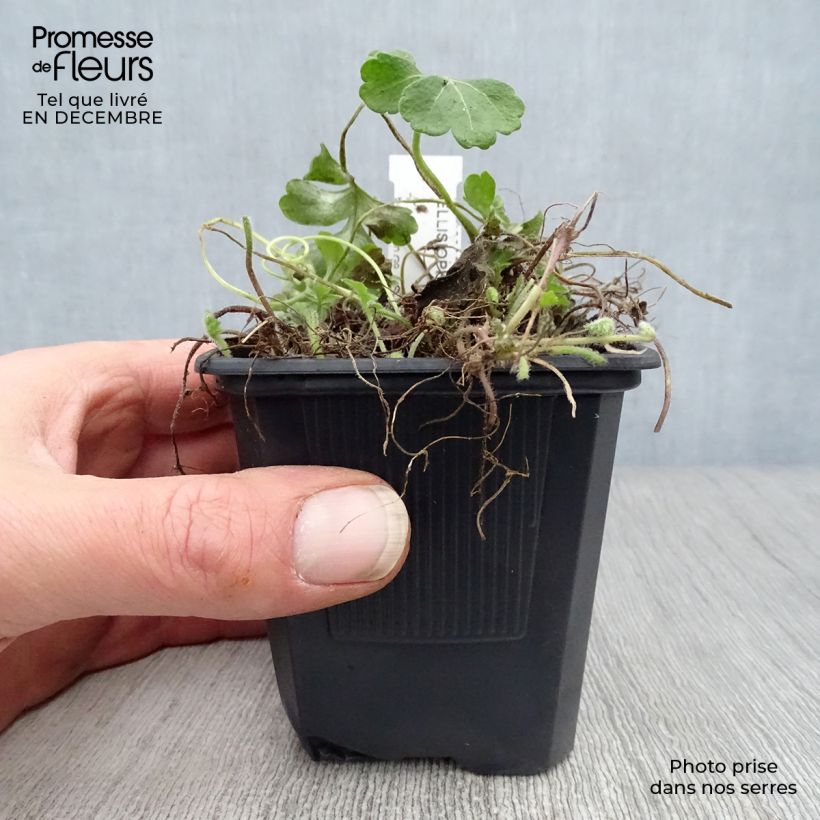 Example of Ellisiophyllum pinnatum Kweekpotje van 8/9 cm as you get in hiver