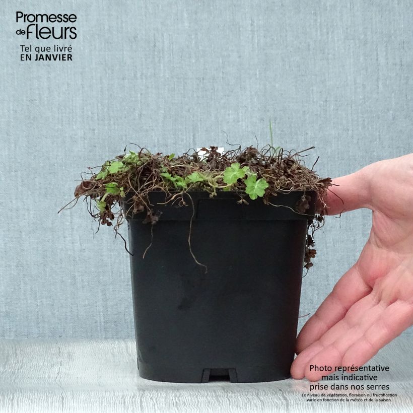 Example of Ellisiophyllum pinnatum Pot van 2 l/3 l as you get in hiver