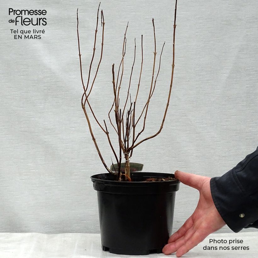 Exemplaar van Elsholtzia stauntonii - Chinese munt Pot van 2 l/3 l zoals geleverd in de lente