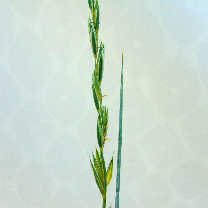 Elymus magellanicus - Hondstarwegras (Bloei)