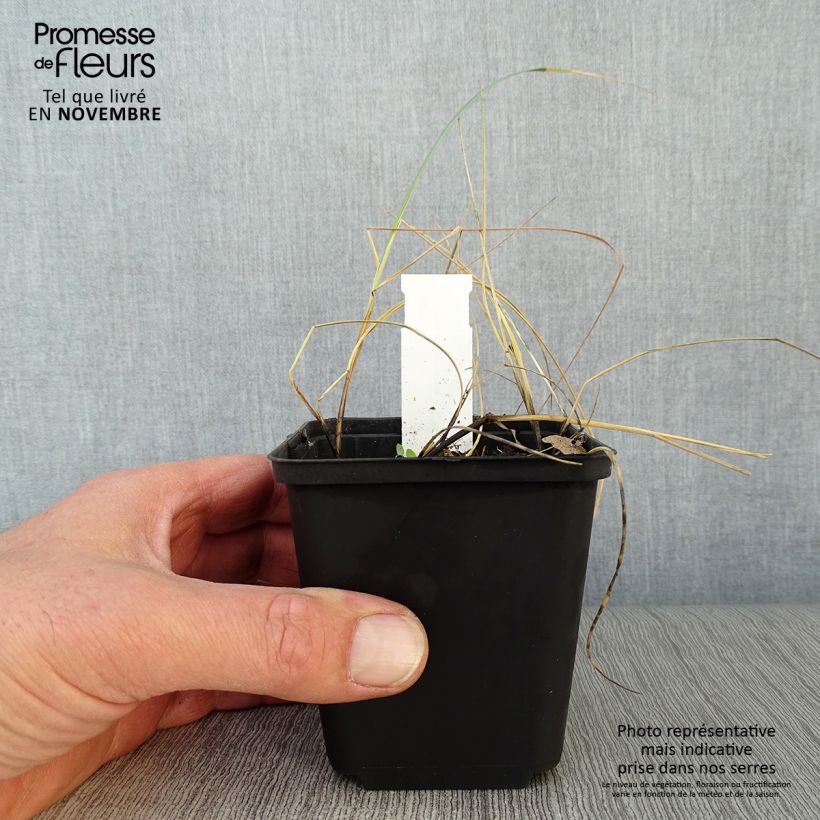 Exemplaar van Elymus magellanicus - Hondstarwegras Kweekpotje van 8/9 cm zoals geleverd in de herfst