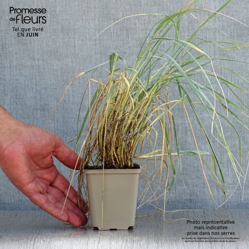 Exemplaar van Elymus magellanicus - Hondstarwegras Kweekpotje van 8/9 cm zoals geleverd in de zomer