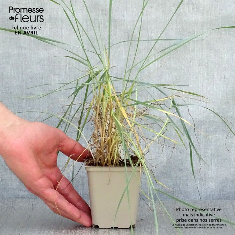 Exemplaar van Elymus magellanicus - Hondstarwegras Kweekpotje van 8/9 cm zoals geleverd in de lente