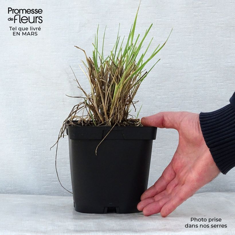 Exemplaar van Elymus magellanicus - Hondstarwegras Pot van 2 l/3 l zoals geleverd in de lente