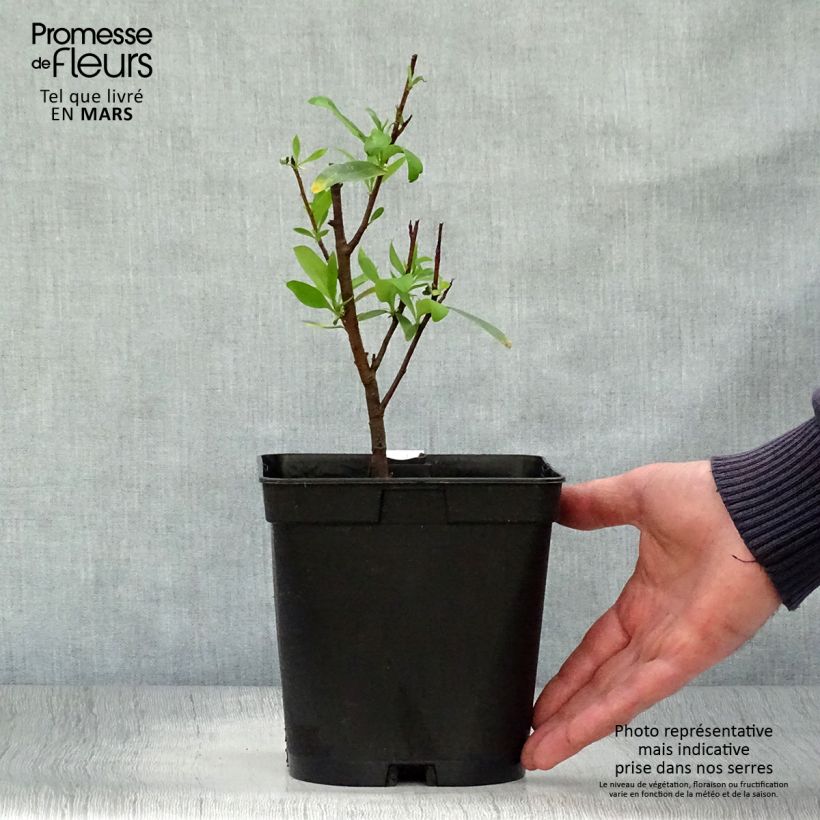 Example of Embothrium coccineum - Arbre de feu du Chili  Pot van 2 l/3 l as you get in printemps