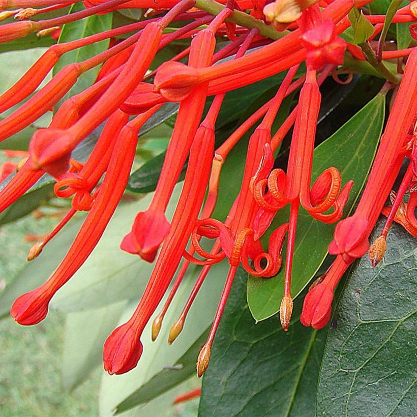 Embothrium coccineum - Chileense vuurstruik (Flowering)