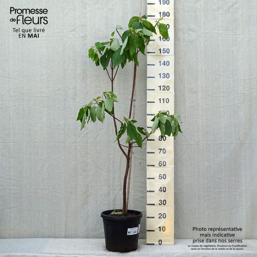 Example of Emmenopterys henryi Pot van 12 l/15 l as you get in printemps