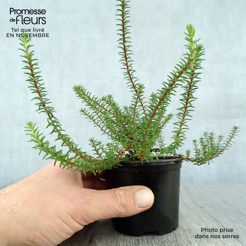 Exemplaar van Empetrum nigrum - Kraaihei Pot van 10 cm/11 cm zoals geleverd in de herfst