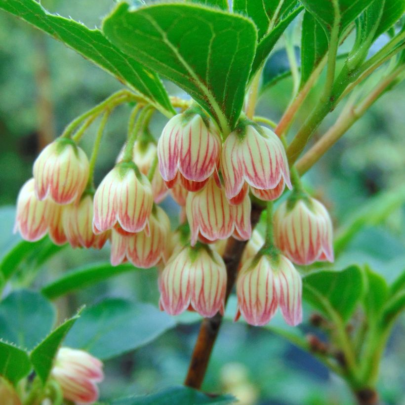 Enkianthus campanulatus - Pronkklokje (Flowering)