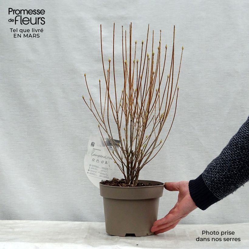 Example of Enkianthus campanulatus - Andromède campanulée Pot van 2 l/3 l as you get in hiver